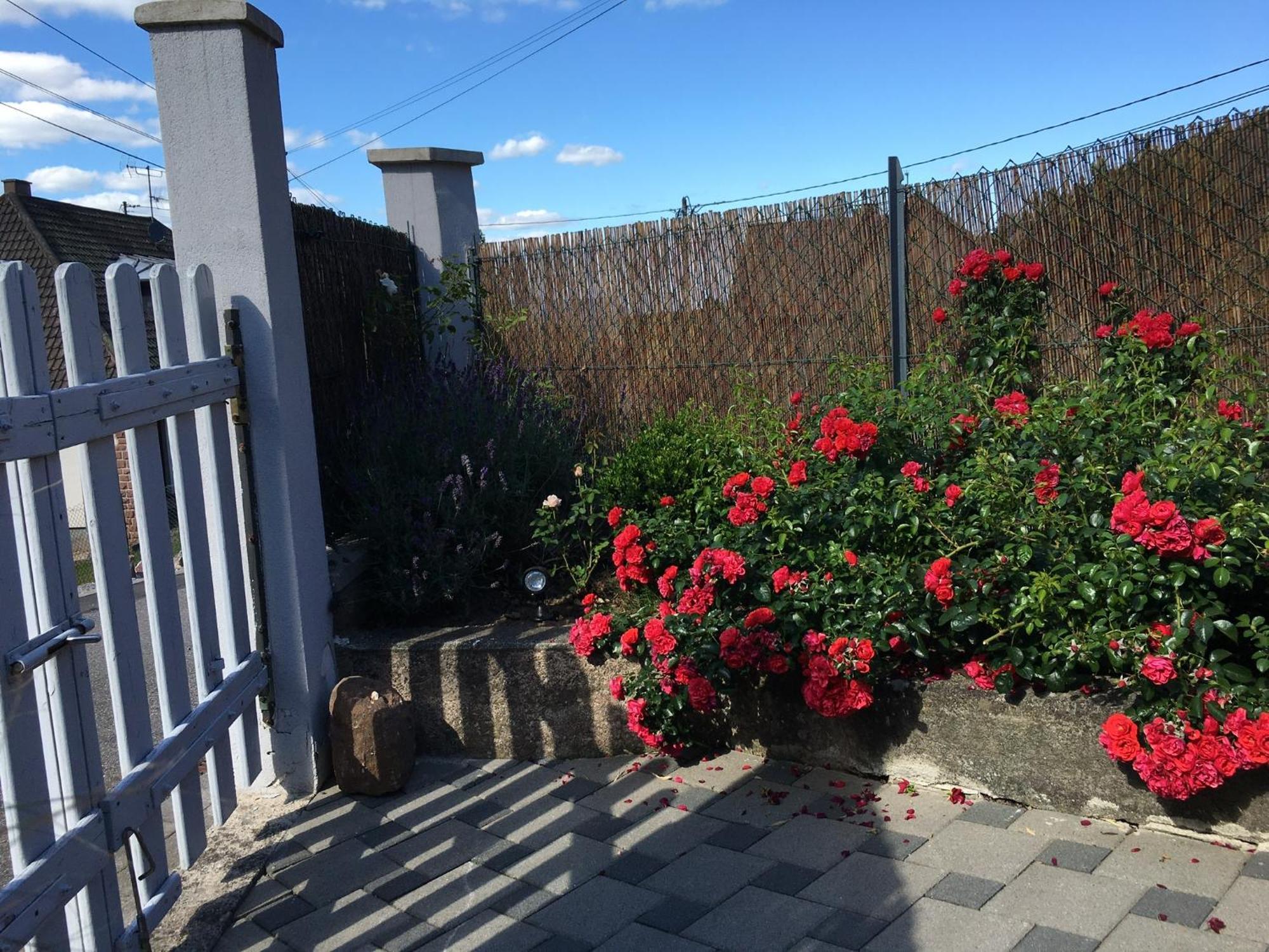 Appartement Les Magnolias En Alsace - Meuble De Tourisme 3 Etoiles à Barembach Extérieur photo