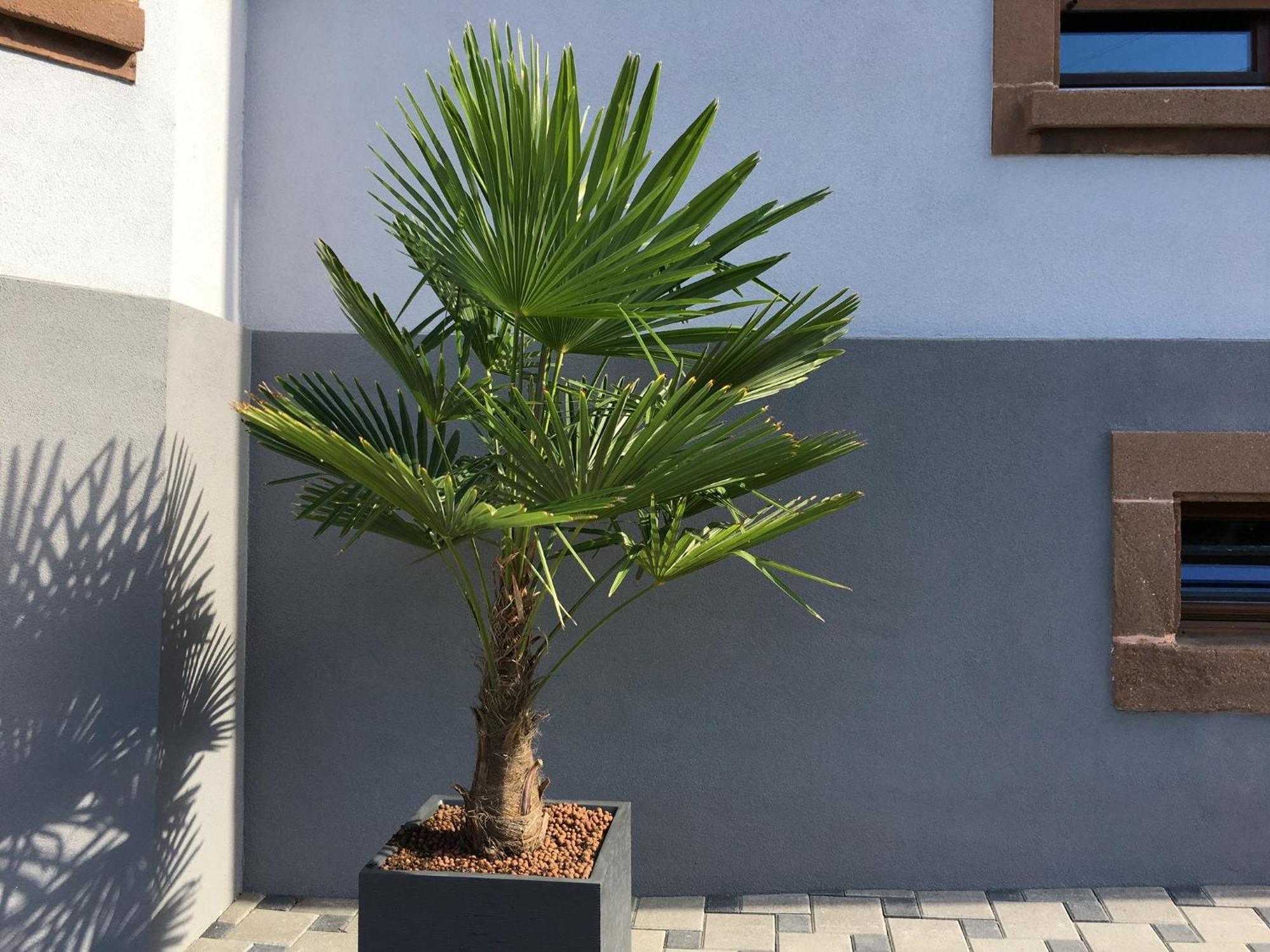 Appartement Les Magnolias En Alsace - Meuble De Tourisme 3 Etoiles à Barembach Extérieur photo