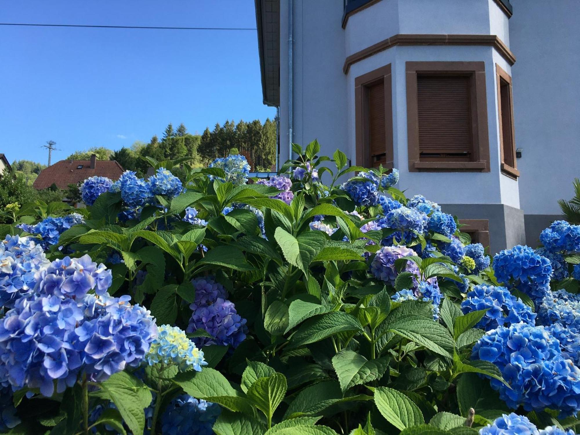 Appartement Les Magnolias En Alsace - Meuble De Tourisme 3 Etoiles à Barembach Extérieur photo