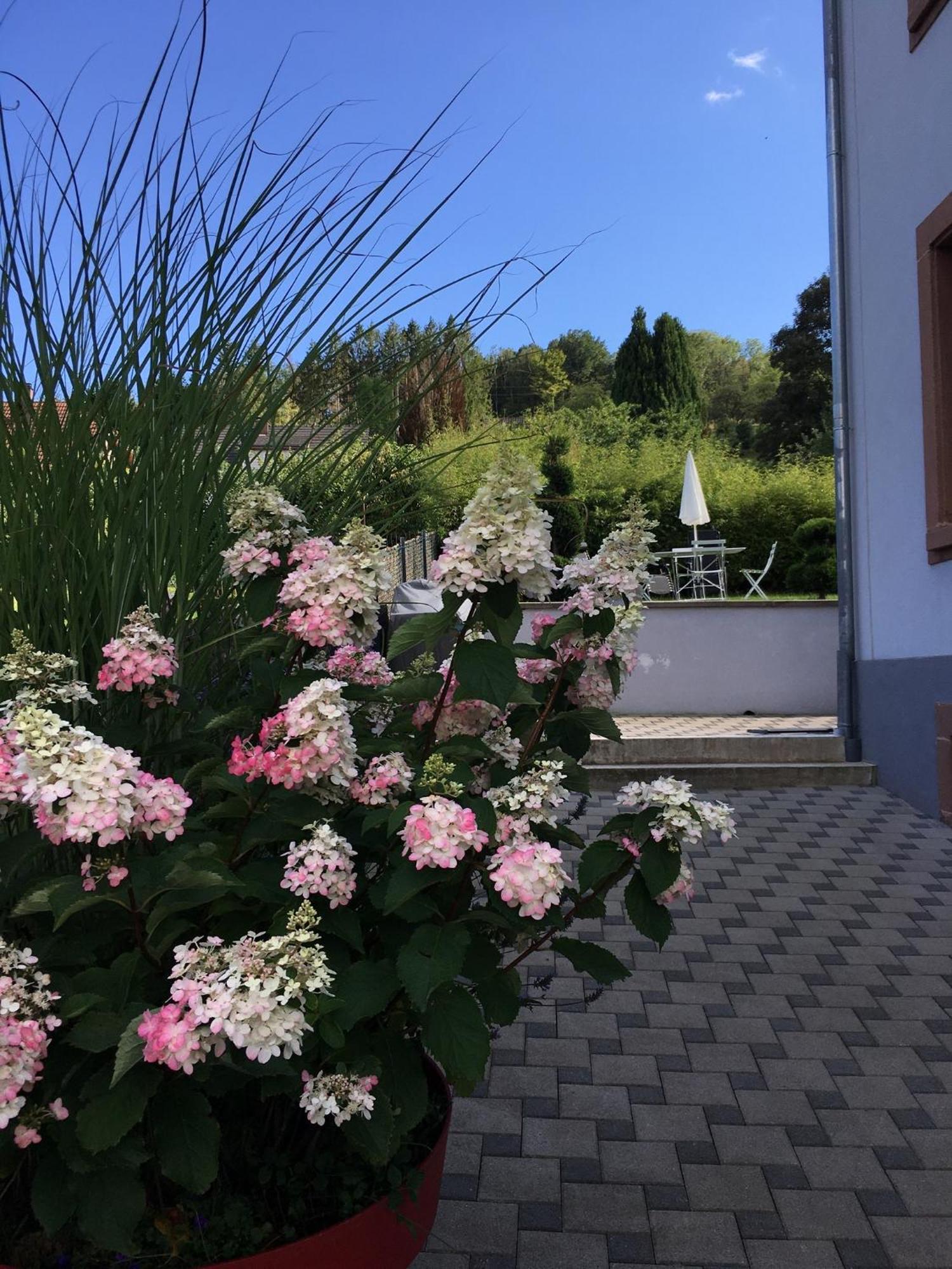 Appartement Les Magnolias En Alsace - Meuble De Tourisme 3 Etoiles à Barembach Extérieur photo