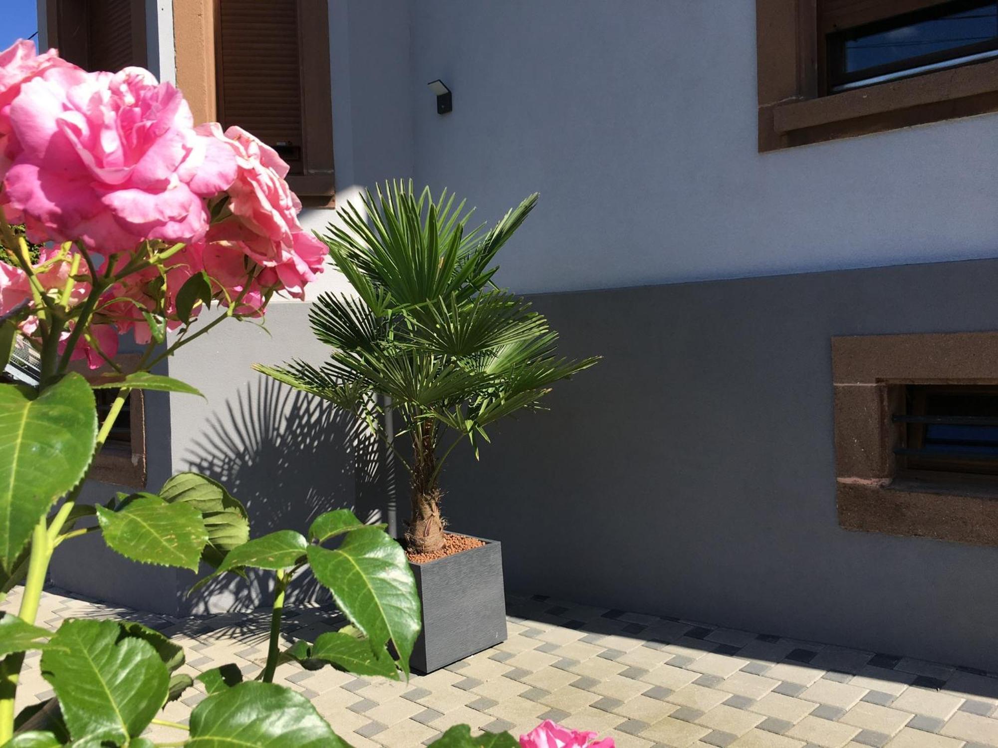 Appartement Les Magnolias En Alsace - Meuble De Tourisme 3 Etoiles à Barembach Extérieur photo